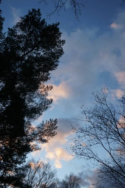 Bomen Het Bos Tegen Achtergrond Van Wolken Verlicht Door Ondergaande — Stockfoto