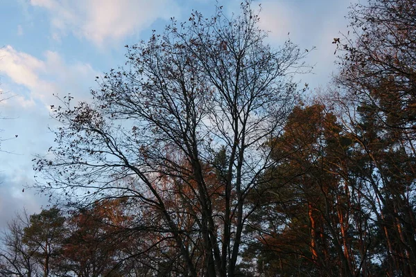 Árboles Bosque Contra Telón Fondo Nubes Iluminadas Por Sol Poniente —  Fotos de Stock