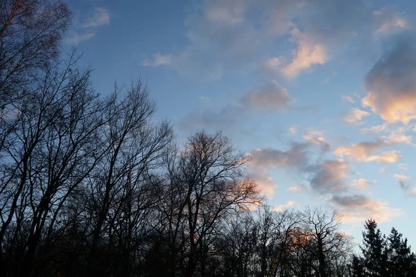 Trees Forest Backdrop Clouds Illuminated Setting Sun December Berlin Germany — Zdjęcie stockowe