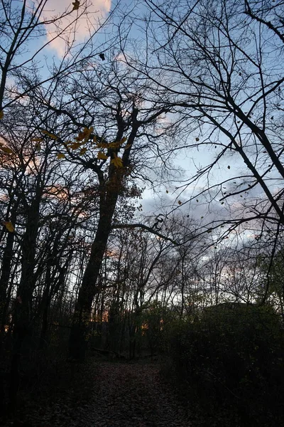 Árvores Floresta Contra Pano Fundo Nuvens Iluminadas Pelo Pôr Sol — Fotografia de Stock