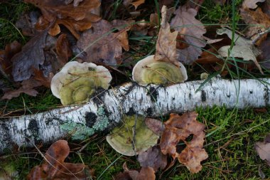 Huş ağacında mantar. Inonotus obliquus, Hymenochaetaceae familyasından bir mantar türü. Berlin, Almanya