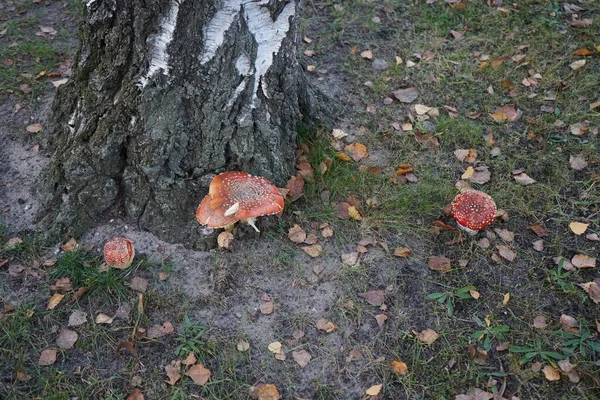 Volar Agárico Noviembre Amanita Muscaria Comúnmente Conocida Como Fly Agaric —  Fotos de Stock