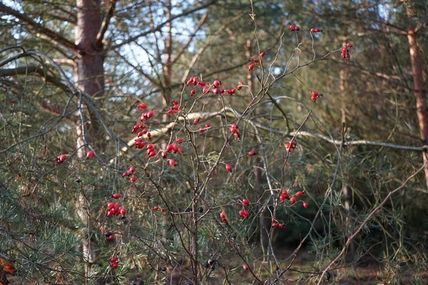 Red Fruits Wild Rose Bush November Rose Woody Perennial Flowering — 스톡 사진