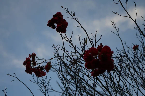 Last Red Rose Flowers November Rose Woody Perennial Flowering Plant — Photo