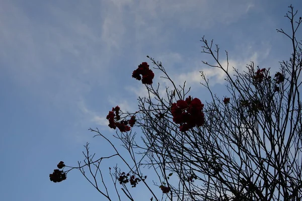 Kasım Ayındaki Son Kırmızı Gül Çiçeği Gül Gülgiller Rosaceae Familyasından — Stok fotoğraf