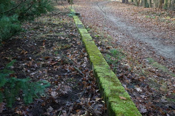 Green Moss Concrete Curb Autumn Park November Mosses Small Non — 스톡 사진