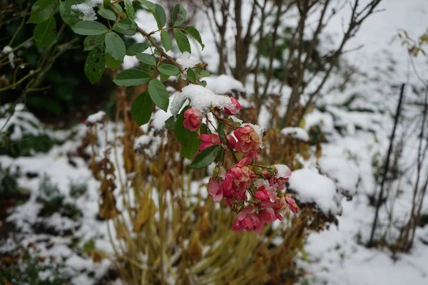 Últimas Flores Rosa Rosa Marion Sob Neve Dezembro Uma Rosa — Fotografia de Stock