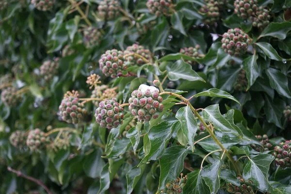 Hedera helix fruits under the snow in December. Hedera helix, the common ivy, English ivy, European ivy, or just ivy, is a species of flowering plant of the ivy genus in the family Araliaceae. Berlin, Germany