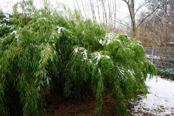 Bambusa Snow December Bambusa Large Genus Clumping Bamboos Berlin Germany — Stock Photo, Image