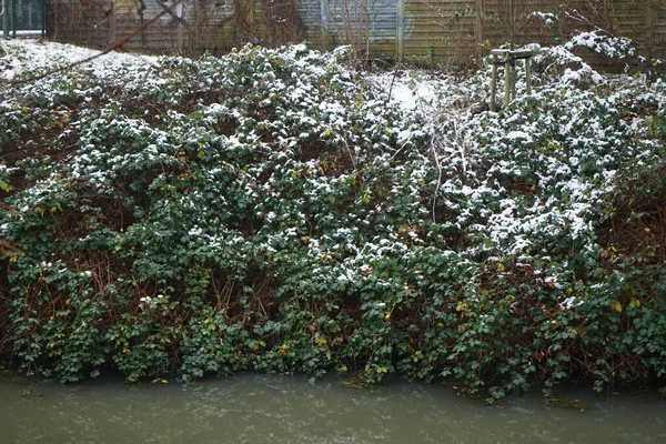 Branches Leaves Wild Blackberry Rubus Vulgaris Snow December Blackberry Edible — Stockfoto