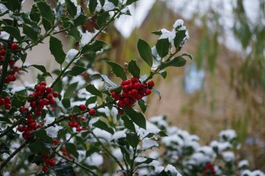 Ilex aquifolium under the snow in December. Ilex aquifolium, the holly, common holly, English holly, European holly, or occasionally Christmas holly, is a species of flowering plant in the family Aquifoliaceae. Berlin, Germany