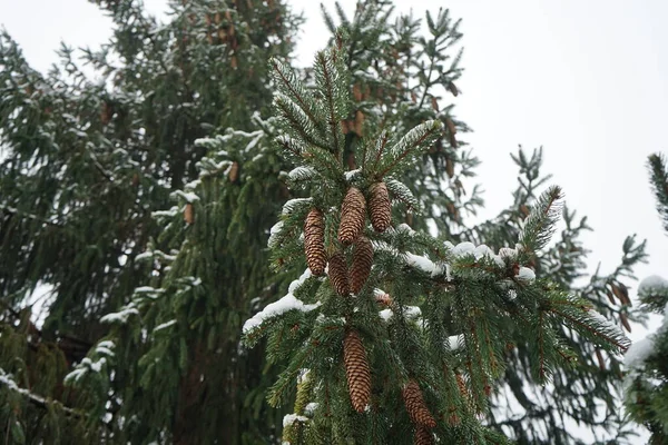 Picea Abies Branches Cones Snow December Picea Abies Norway Spruce — Stock Photo, Image