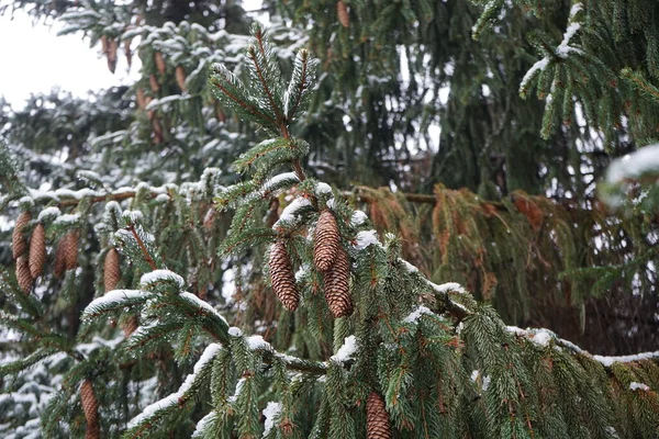 Picea Abies Branches Cones Snow December Picea Abies Norway Spruce — 스톡 사진