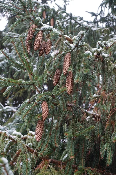 Picea abies branches with cones under the snow in December. Picea abies, the Norway spruce or European spruce, is a species of spruce. Berlin, Germany