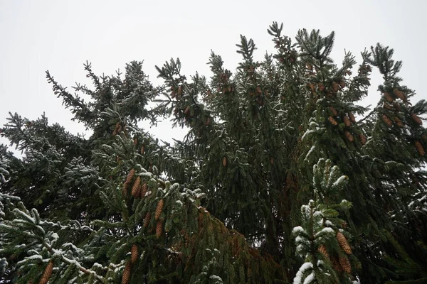 Picea Abies Branches Cones Snow December Picea Abies Norway Spruce — Foto Stock