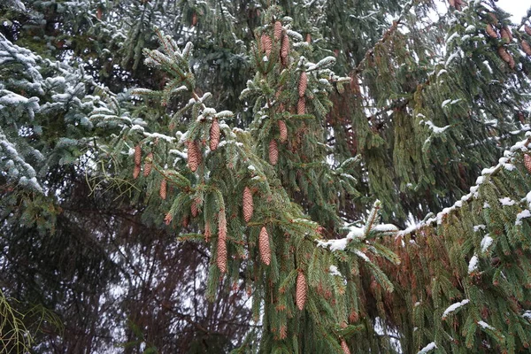 Picea Abies Branches Cones Snow December Picea Abies Norway Spruce — Stock Photo, Image