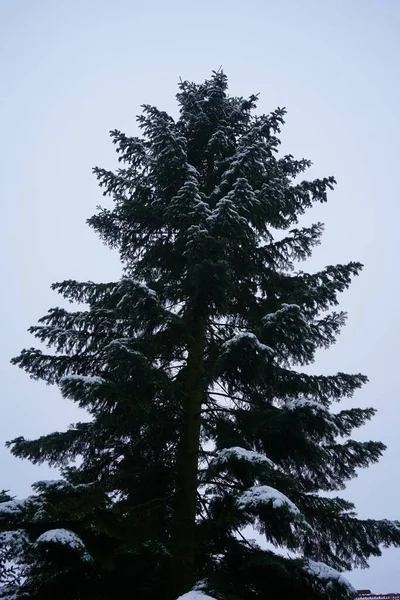 Picea Abies Snow December Picea Abies Norway Spruce European Spruce — Stock Photo, Image