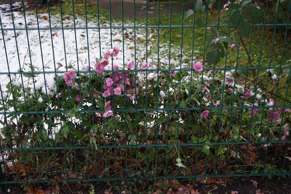 Рожеві Хризантеми Розквітають Під Снігом Саду Грудні Кразантеми Син Mums — стокове фото