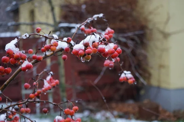 Crabapple Gyümölcs Alatt Decemberben Crabapple Malus Gyümölcsfa Egy Külön Alfaja — Stock Fotó