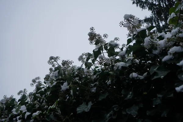 Hedera Hélice Frutas Sob Neve Dezembro Hedera Helix Uma Espécie — Fotografia de Stock