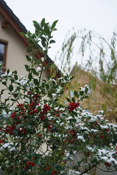 Ilex Aquifolium Snow December Ilex Aquifolium Holly Common Holly English — Stock Fotó