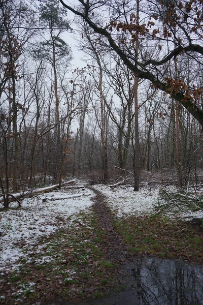 Zimní Zasněžená Lesní Krajina Prosinci Berlín Německo — Stock fotografie