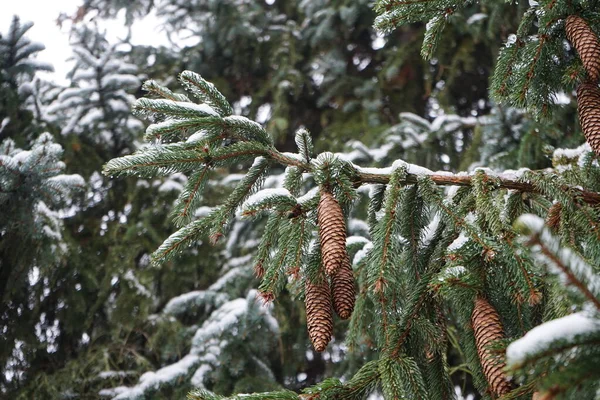Picea Abies Gałęzie Szyszki Pod Śniegiem Grudniu Picea Abies Świerk — Zdjęcie stockowe