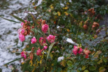 Last blooms of pink rose 