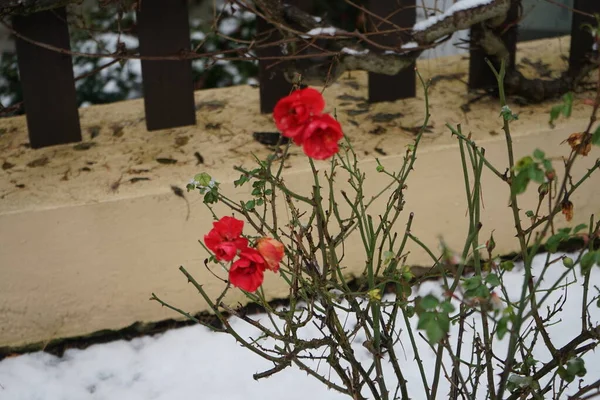 Cespuglio Rose Rosse Sotto Neve Dicembre Nel Giardino Berlino Germania — Foto Stock