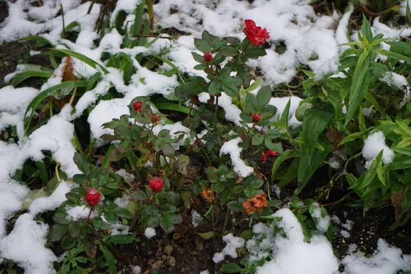 Red Rose Bush Snow December Garden Berlin Germany —  Fotos de Stock