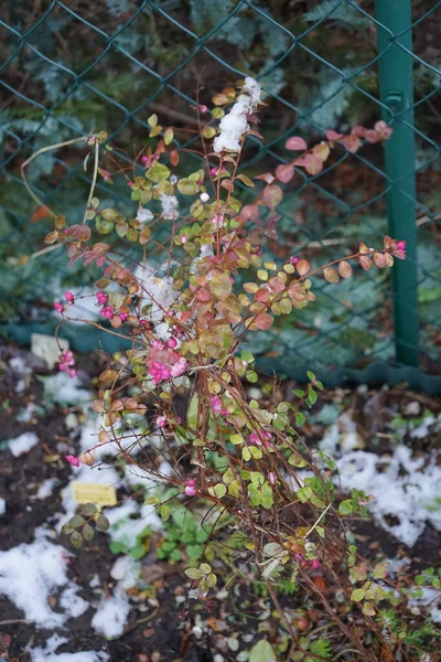 Symphoricarpos Doorenbosii Magic Berry Forme Innombrables Fruits Roses Qui Accrochent — Photo