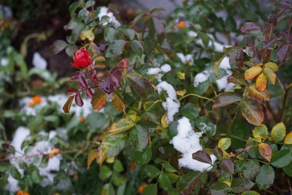 Red Rose Bush Snow December Garden Berlin Germany — Φωτογραφία Αρχείου