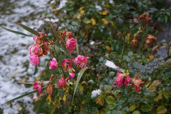 Останні Квіти Рожевої Троянди Palmengarten Frankfurt Під Снігом Грудні Троянда — стокове фото