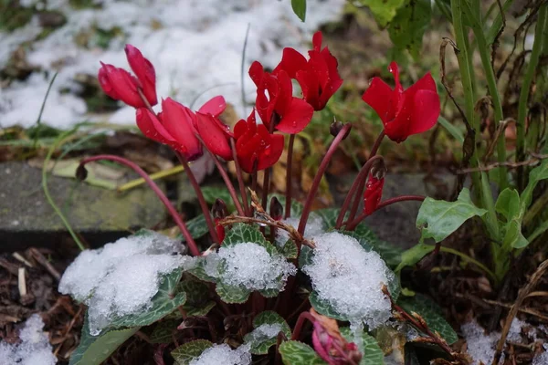 Winter Hardy Red Cyclamen Snow Garden December Cyclamen Genus Perennial —  Fotos de Stock