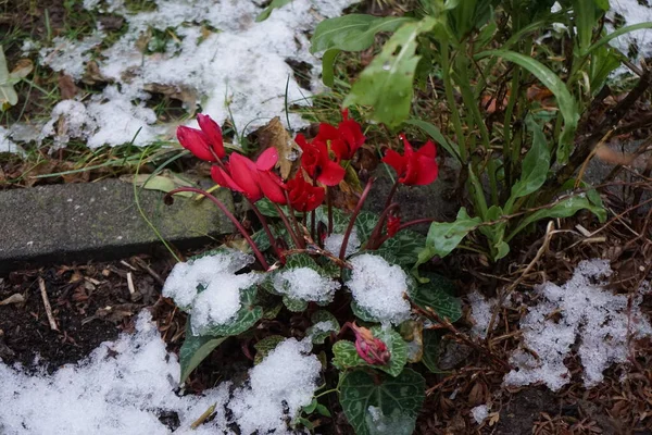 Winter Hardy Red Cyclamen Snow Garden December Cyclamen Genus Perennial — Φωτογραφία Αρχείου
