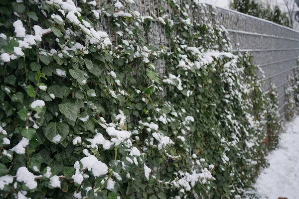 Hedera Helix Snow Fence Winter Hedera Helix Species Flowering Plant — 스톡 사진