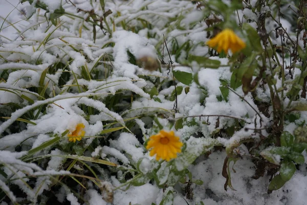 Calendula Officinalis Snow December Garden Calendula Officinalis Pot Marigold Ruddles — Stockfoto