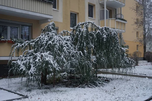 Cedrus Atlantica Glauca Pendula Winter Unter Schnee Cedrus Atlantica Die — Stockfoto