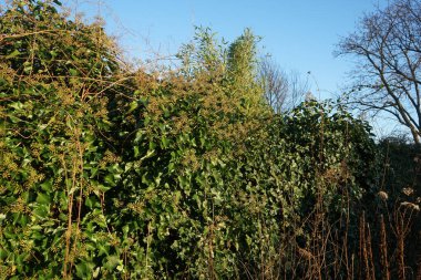 Aralık ayında Hedera helix meyveleri. Hedera sarmaşığı (İngilizce: 