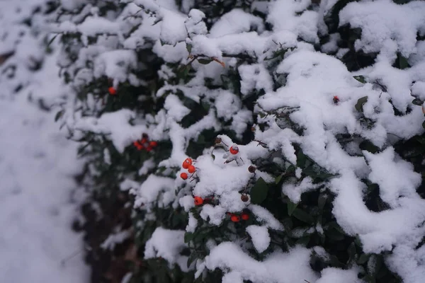 Oranžová Pyracantha Bobule Pod Sněhem Prosinci Pyracantha Rod Velkých Trnitých — Stock fotografie