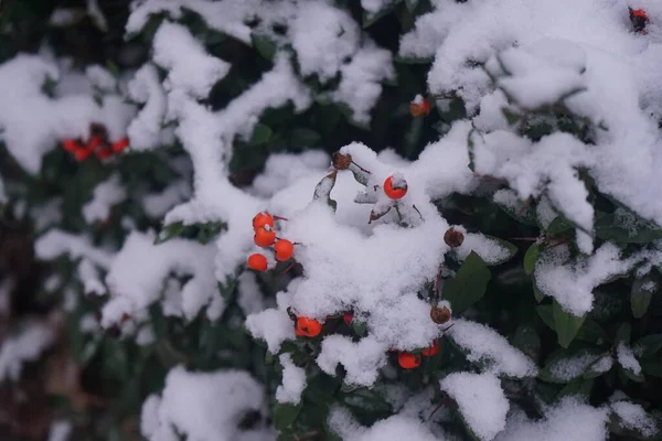 Orange Pyracantha Berries Snow December Pyracantha Genus Large Thorny Evergreen —  Fotos de Stock