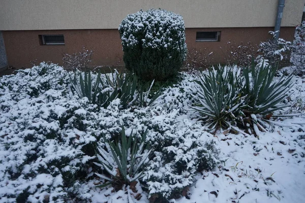 Evergreen Yucca Other Plants Snow December Yucca Genus Perennial Shrubs — Photo
