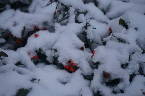 Oranžová Pyracantha Bobule Pod Sněhem Prosinci Pyracantha Rod Velkých Trnitých — Stock fotografie