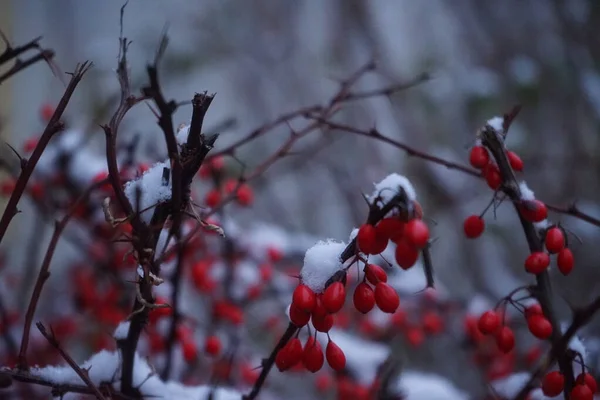 Berberis Snow December Berberis Commonly Known Barberry Large Genus Deciduous — Zdjęcie stockowe