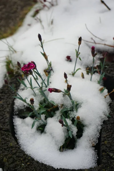 Изысканные Розово Красные Цветы Dianthus Снегом Декабре Саду Dianthus Род — стоковое фото