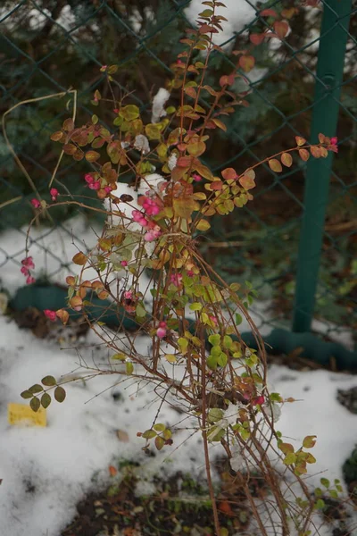 Symphoricarpos Doorenbosii Magic Berry Σχηματίζει Αμέτρητα Ροζ Φρούτα Που Προσκολλώνται — Φωτογραφία Αρχείου