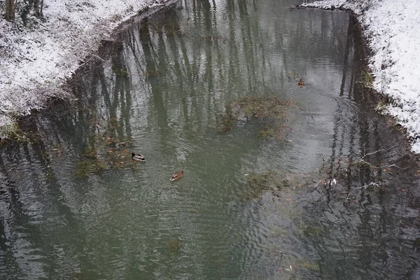 Mallard Ducks Swim Wuhle River Snow Covered Banks December Berlin — Stock fotografie