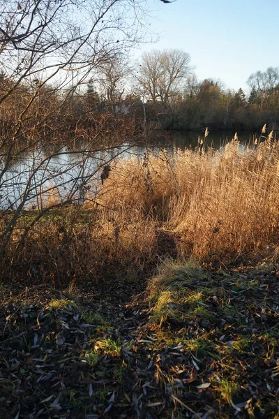 Чудовий Пейзаж Озером Ухлесі Грудні Берлін Німеччина — стокове фото