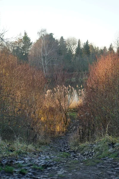 Prachtig Landschap Met Wuhlesee December Berlijn Duitsland — Stockfoto