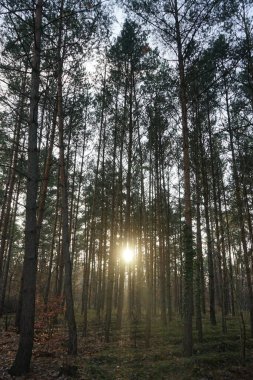 Kasım 'da günbatımı olan orman manzarası. Berlin, Almanya